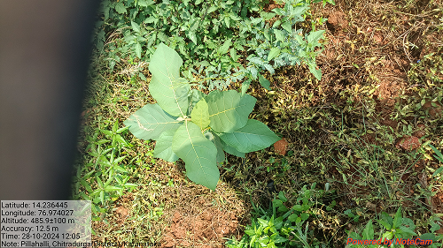 Impact Project Image